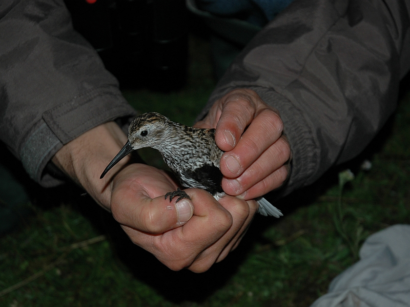 Dunlin, Sundre 20070802